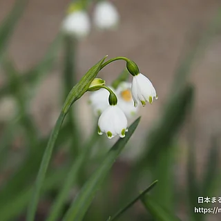 スノーフレーク（花）の写真