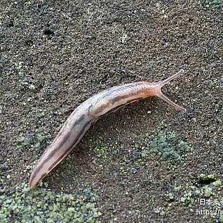 チャコウラナメクジの写真