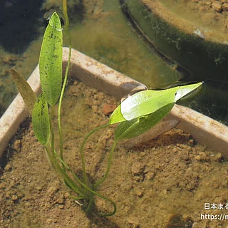 ケープヒルムシロの写真
