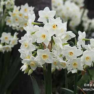 フサザキスイセン（花）の写真