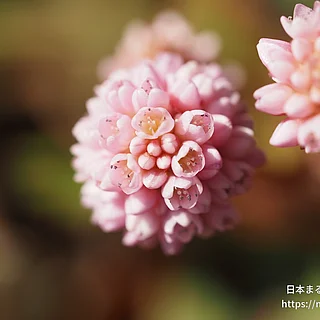 ヒメツルソバの写真