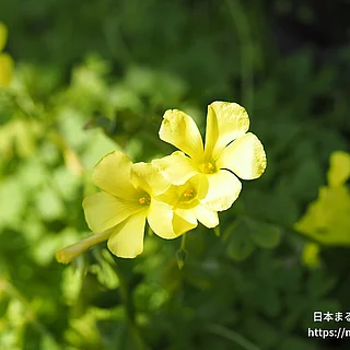 オオキバナカタバミ（花）の写真