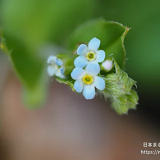 キュウリグサの写真