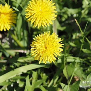 セイヨウタンポポ（花）の写真