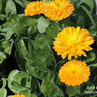 キンセンカ（花）の写真