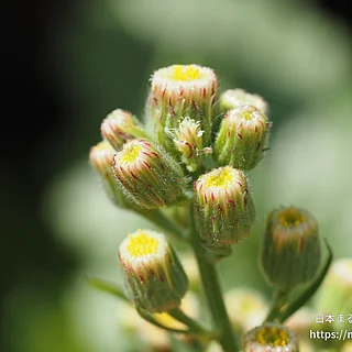 アレチノギク（花）の写真