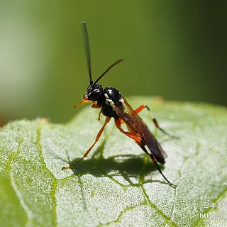 ハラアカアブヒメバチ（成虫）の写真