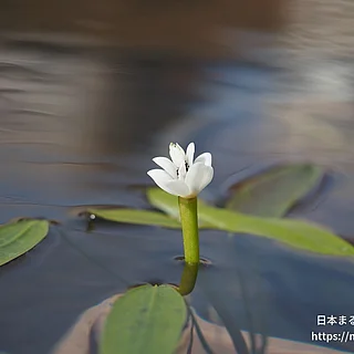 ケープヒルムシロ（花）の写真