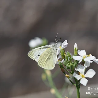 モンシロチョウの写真