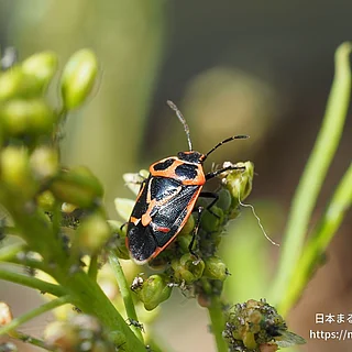 ナガメ（成虫）の写真