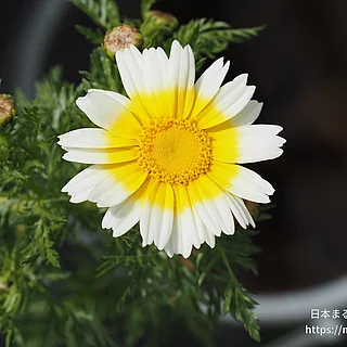 シュンギク（花）の写真