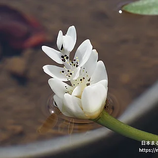 ケープヒルムシロ（花）の写真