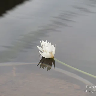 ケープヒルムシロ（花）の写真
