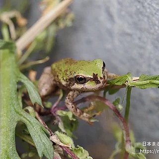 ヒガシニホンアマガエルの写真