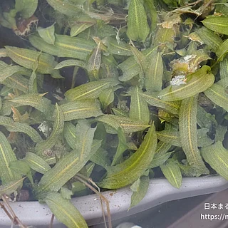 ササバモの写真