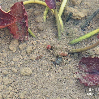 オールモストブラックの写真