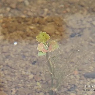 ヒシの写真