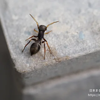 アリグモの写真