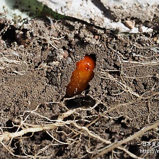 ヨトウガの写真