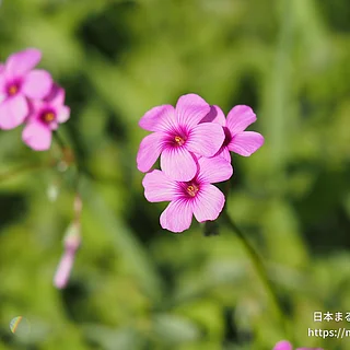 ベニカタバミ（花）の写真