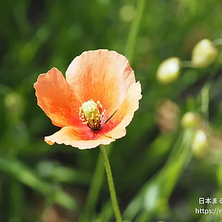ナガミヒナゲシの写真