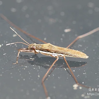 コセアカアメンボ（成虫）の写真