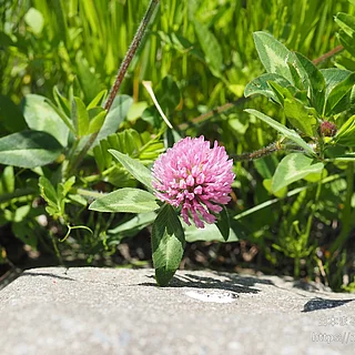 ムラサキツメクサの写真