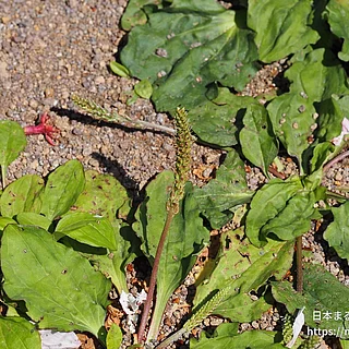 オオバコの写真