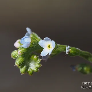 キュウリグサの写真