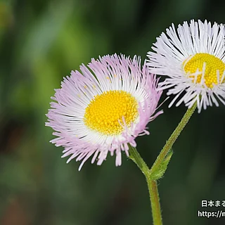 ハルジオン（花）の写真