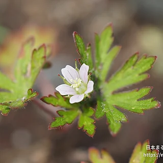アメリカフウロ（花）の写真
