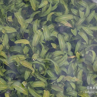 ササバモの写真
