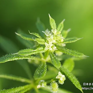 ヤエムグラの写真