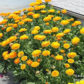 キンセンカ（花）の写真