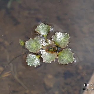 ヒシの写真