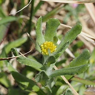 ハハコグサ（花）の写真