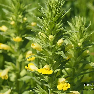 セイヨウヒキヨモギの写真