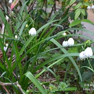 スノーフレーク（花）の写真