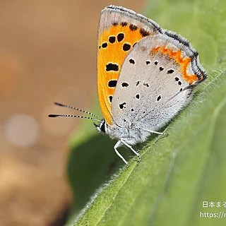 ベニシジミ（成虫）の写真