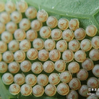 ヨトウガの写真