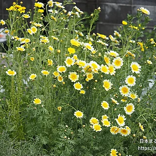 シュンギク（花）の写真