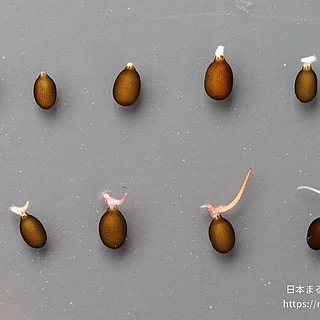 ヒツジグサの写真