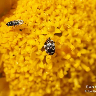 ヒメマルカツオブシムシ（成虫）の写真