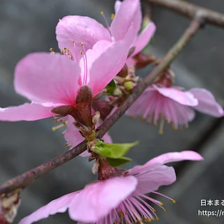 ハクホウ（花）の写真