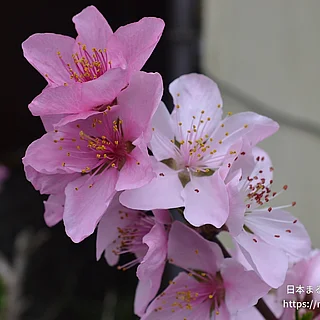 オオクボ（花）の写真