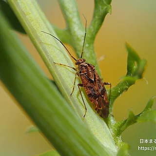 ケブカカスミカメ（成虫）の写真