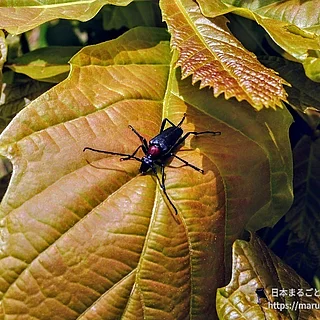 ムネアカクロハナカミキリ（成虫）の写真