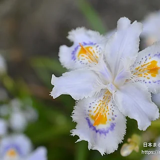 シャガ（花）の写真
