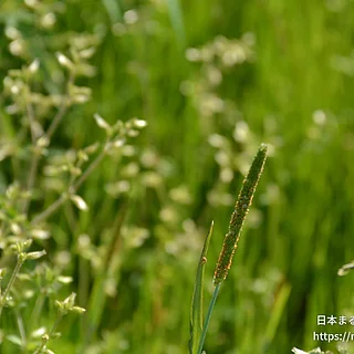 ノハラスズメノテッポウの写真