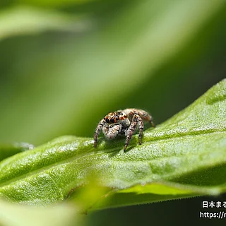 ネコハエトリの写真